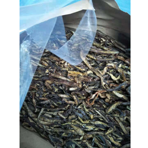 海茸