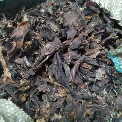 熟化海带