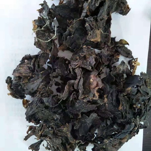 熟化海带